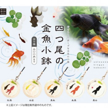 ◆あそび研究所365 ガチャ/ 四つ尾の金魚小鉢【5月予約】